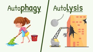 Autophagy and Autolysis  Functions of Lysososme [upl. by Airalednac296]