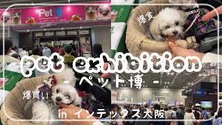 【ペット博2023】で暴飲暴食、爆買い！！in インテックス大阪 後編多頭飼いの日常vlog🐻‍❄ マルチーズ☁️マルプー🐑 [upl. by Enak]