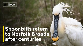 Spoonbills return to Norfolk Broads for first time in nearly 400 years [upl. by Benioff917]