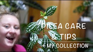 PILEA PLANT CARE MY PILEA COLLECTION  TIPS [upl. by Adnilasor]