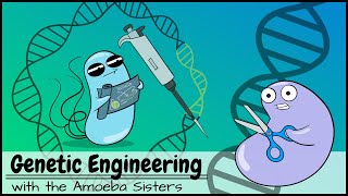 Use of Bacteriophage in Genetic Engineering Biology Lecture  Sabaqpk [upl. by Neel]