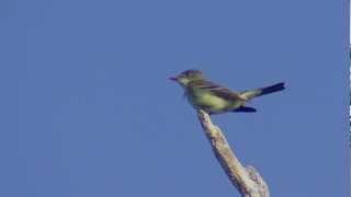 Eastern WoodPewee singing [upl. by Crelin]