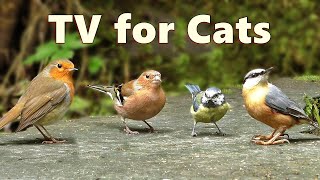 Cat TV Birds  Captivating Birds for Cats to Watch [upl. by Hotchkiss]