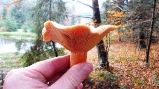 Rydz Lactarius deliciosus [upl. by Jeffries376]