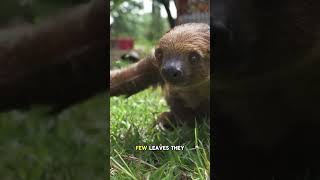 Why sloth moves so slow  shorts [upl. by Hubing]