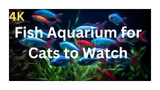 Fish Aquarium On Screen for Cats to Watch 4k  Cat Videos for Cats to Watch Real Fish cutecatkity [upl. by Norina]