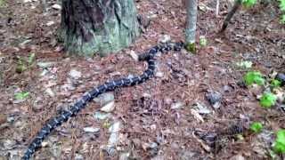 BIG King snake in the North Carolina woods [upl. by Yuzik]