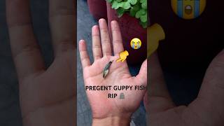 Pregent guppy fish death fish shorts viralvideo guppyfish death rip sad tiktok yt views [upl. by Aivekal]