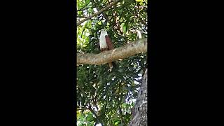 Krishna paruntuBrahminy Kite eagles eagle birds [upl. by Seppala]