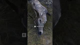 DIAMOND Nilgai with the NEW Gandhare Rifle 💥 cotw thehuntercotw thehunter [upl. by Debera]