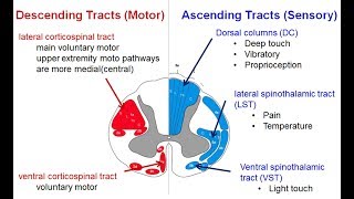 Spinal tracts Descending and Ascending  Spinal Cord Syndromes [upl. by Alvina174]