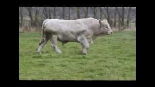 SILVERSTREAM EVOLUTION CHAROLAIS BULL [upl. by Awuhsoj476]