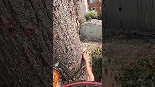 661 36” full comp stihl short shorts shortvideo arborist [upl. by Annaya489]