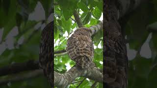 Brown Fish Owl Big Owl Eat Fish Owl Found In Chitwan National Park viralshort birdphotography [upl. by Millur]