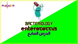 الدرس السابع المكورات المعوية  Enterococcus [upl. by Donn615]