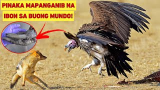 PINAKA MAPANGANIB NA IBON SA BUONG MUNDO  WOWMAZING STORIES [upl. by Akihdar106]