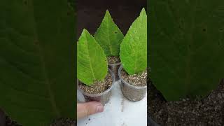 How to grow cut leaf hydrangeas in tomatoes hydrangeaflower [upl. by Loveridge833]