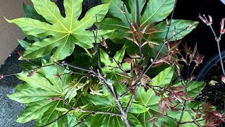 Japanese Aralia Fatsia Japonica  Update After Planting April 18 [upl. by Witherspoon]