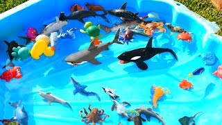 Learn Sea Animal Names with Ocean Shark and Dolphin Toys For Kids [upl. by Yelsgnik]