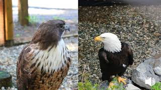 Redtailed Hawk and Bald Eagle Vocalization [upl. by Aima]