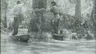 Louisiana Cypress Logging 1920s [upl. by Marlin]