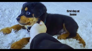 8 week old puppy Rottweilers first days home 02 [upl. by Aissirac]