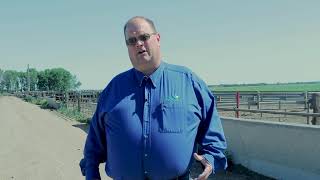 Meet the Researcher Warren Rusche SDSU Extension Beef Feedlot Management Associate [upl. by Donn]