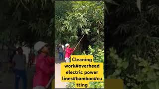 cleaning workoverhead electric power linesbambootriming [upl. by Grissel]