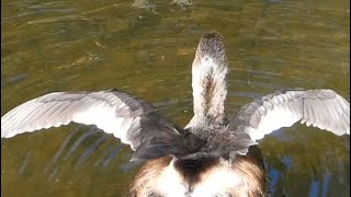 Piedbilled Grebe Shows Off Its Tiny Wings [upl. by Ahsart]