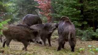 Wildschweinplage in Ebersteinburg [upl. by Klemm]