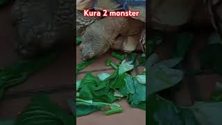 Kura kura sulcata makan daun daunan [upl. by Leroy]