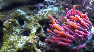 Pooping anemone and bristle worms scavenging [upl. by Takeo829]