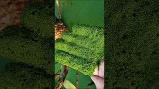 🥰Wolffia😀 the smallest flowering plant viral youtubeshorts [upl. by Eustashe783]