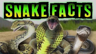 All About Snakes for Kids I 10 FACTS FOR SNAKES [upl. by Carmon]