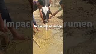 Impaction of rumen l dr Umar khan [upl. by East]