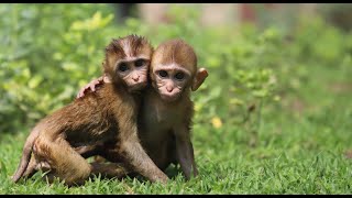 Orphaned Baby Monkeys Heal Through Friendship at Wildlife SOS [upl. by Ynhoj]