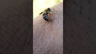 Why a Bee can Sting Once but a Wasp Stings as Many Times 😦 [upl. by Ecnarwal]