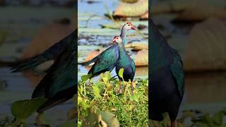 Western swamphen birds birds youtubeshorts wildlife shorts [upl. by Oicnerual328]