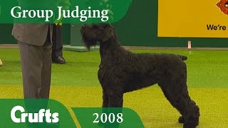 Giant Schnauzer wins the Working Group Judging at Crufts 2008  Crufts Dog Show [upl. by Fidelity]