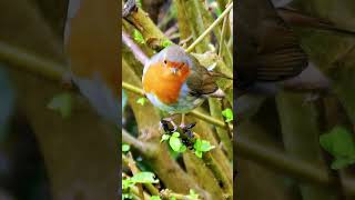 European Robin calling from a bush  Nature Bird Sounds shorts [upl. by Concepcion]