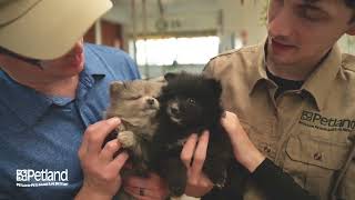 Petland Petland Racine Kennel Tour 186 [upl. by Shult]