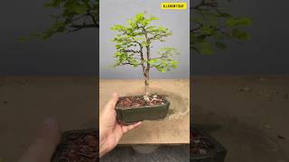 Top 5 best trees for bonsai 😱😱 shorts [upl. by Germain]