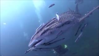 Amazing footage A Whale Shark covered with Remora Fishes   COMMENSALISM [upl. by Eniledgam915]