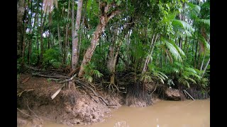 017 Amazonie promenade sur leau [upl. by Labaw449]