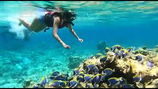 Maldives snorkeling [upl. by Annahsirhc]