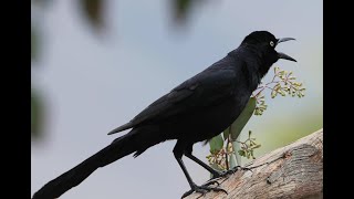 Greattailed Grackle  rare guest Loud and energetic [upl. by Wilber564]