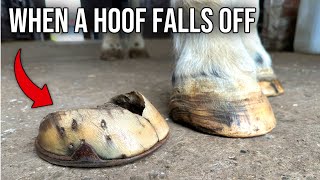 The Horse That Lost Its Hoof Hoof Restoration [upl. by Volpe392]