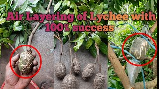 How to make air layering of lychee  Simple propagation method of lychee plant with 100 success [upl. by Aiekram]