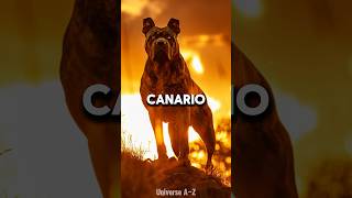 Presa Canario  The Most Dangerous Dog Breeds [upl. by Einahets41]