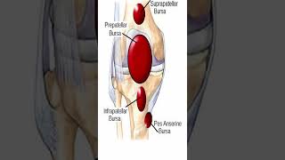 Pes Anserine Bursitis Shorts [upl. by Maguire663]